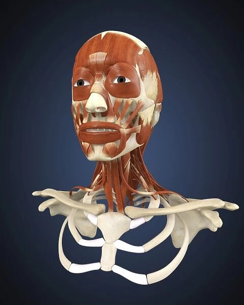 Human face with bone and muscles