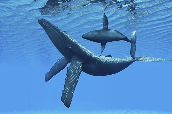 A humpback whale calf swims around its mother in the ocean