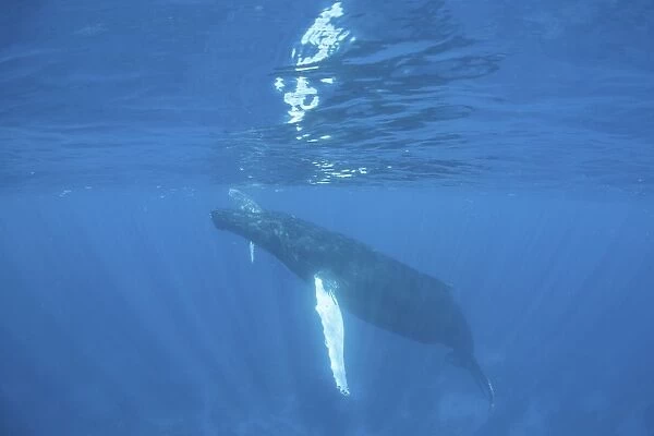 A humpback whale swimming just under the surface of the Caribbean Sea
