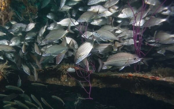 A large school of Tomtate inside the shipwreck Liberty, Panama City, Florida