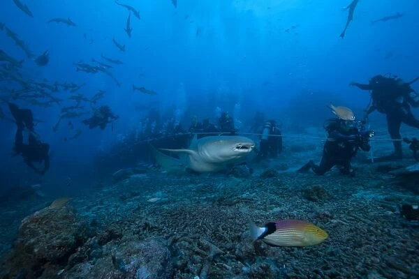 A large tawny nurse shark swims past divers at The Bistro dive site in Fiji