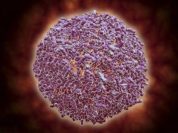 Microscopic view of Sindbis virus