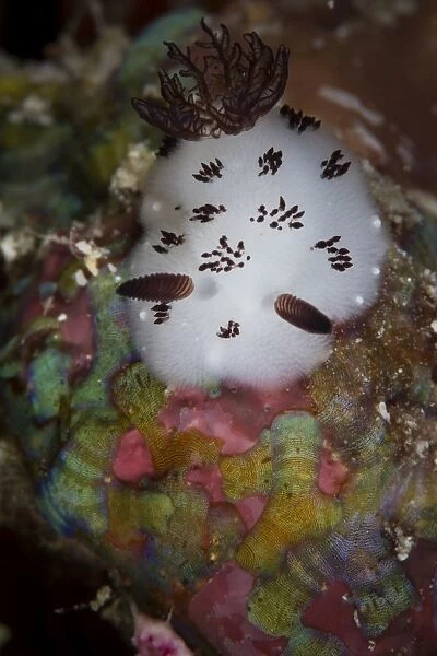 Nudibranch in Raja Ampat, Indonesia