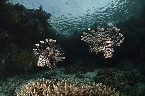 Pair of Lionfish, Indonesia