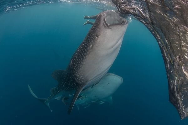 Pair of whale sharks sucking at fishing nets for scraps of fish