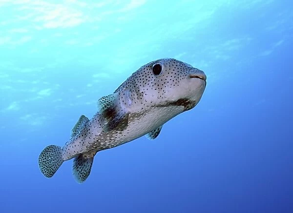 Porcupine fish in swimming in the Caribbean Sea