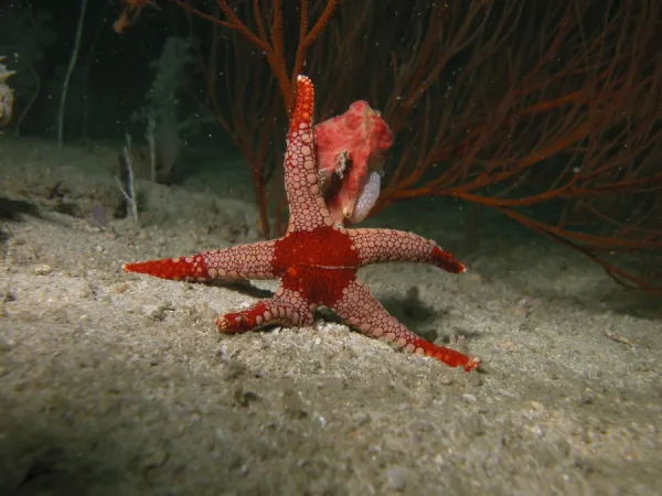 Red starfish on sandy bottom, Indonesia