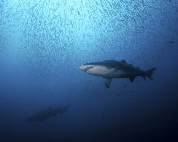 A sand tiger shark and school of cigar minnows off the coast of North Carolina