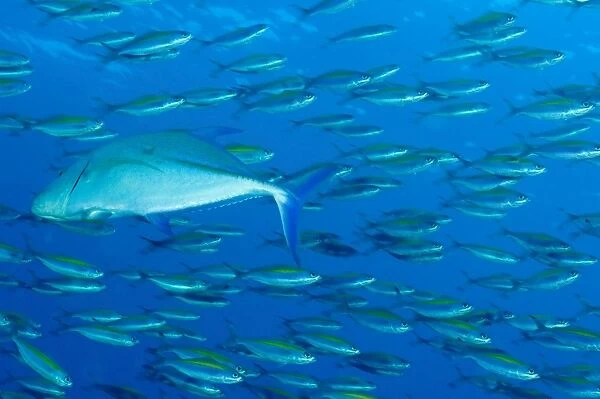 School of wide-band fusilier fish being preyed on by bluefin trevally