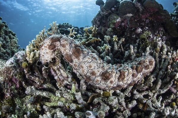 A sea cucumber clings to a reef in Alor, Indonesia