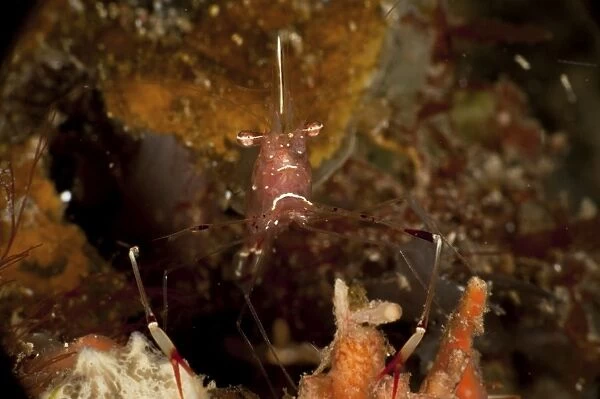Shrimp with legs and claws spread wide, North Sulawesi