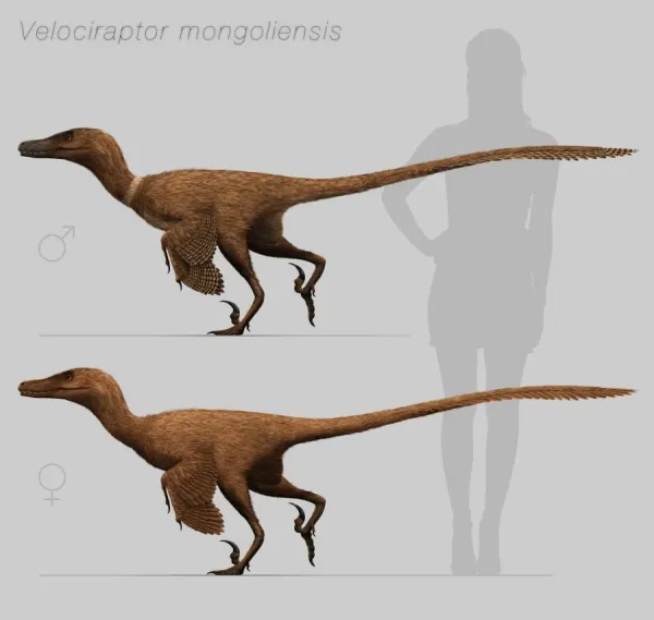 Velociraptor Size Comparison