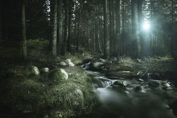 Small stream in a forest, Pirin National Park, Bansko, Bulgaria