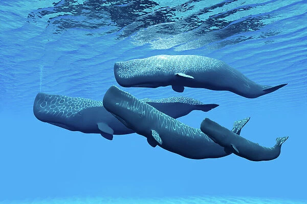 A sperm whale family swimming together