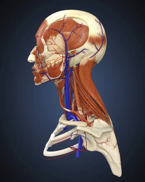 Side view of human face with bones, muscles, and circulatory system