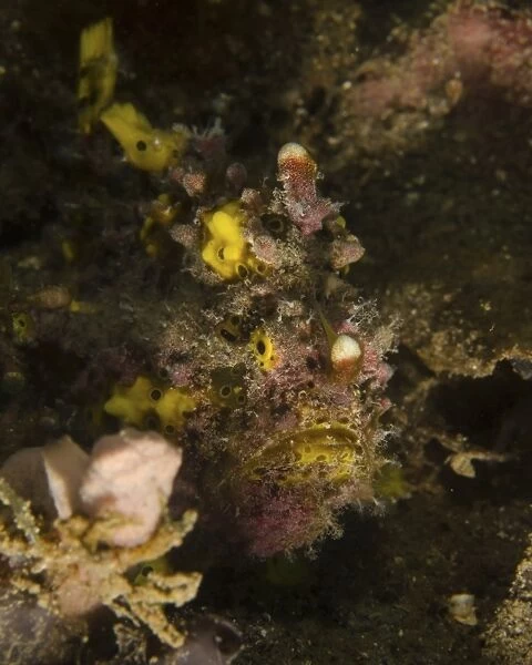 Warty frogfish, Lembeh Strait, Indonesia