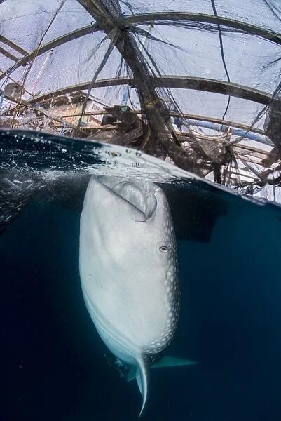 Whale shark sucking at fishing nets for scraps of fish