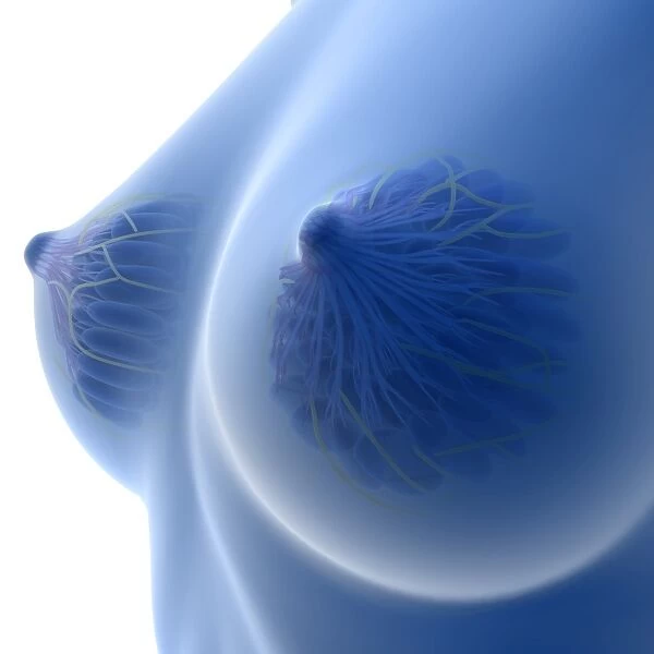 Areola Gallery
