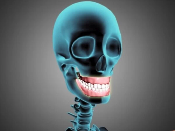 X-ray view of human skeleton showing teeth and gums