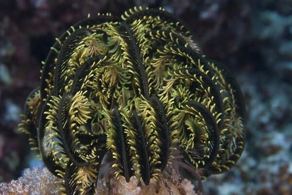 Yellow criniod feather star balled up on the reefs edge in Fiji