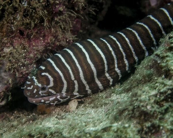 A zebra eel (Gymnomuraena zebra) in Costa Rica