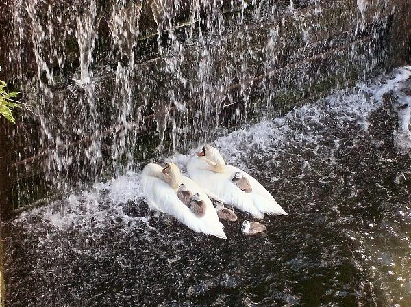 Image of swans and cygnets getting showered by water in front of a lock gate