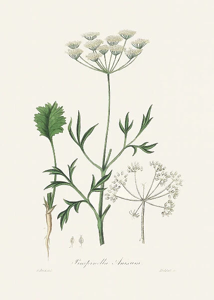 Aniseed (pimpinella Anisum) Medical Botany