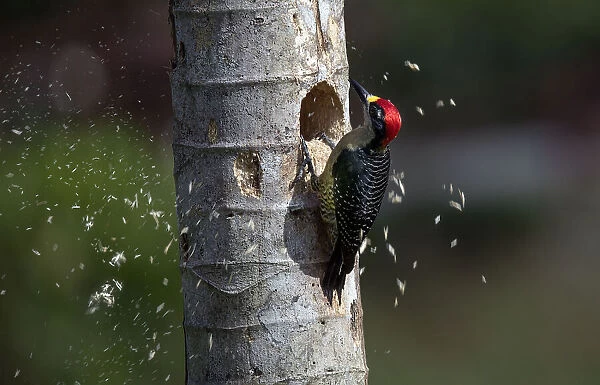 Black-cheeked Woodpeckert