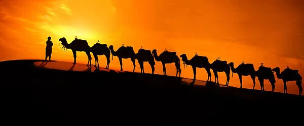 Camel on the desert sunset