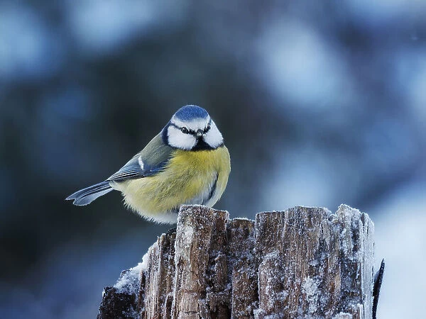 Cold pause for a blue tit