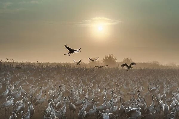 Common Cranes at sunrise