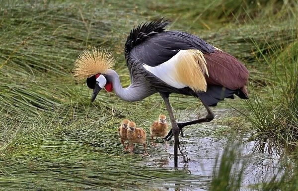 Crowned crane and its little ones
