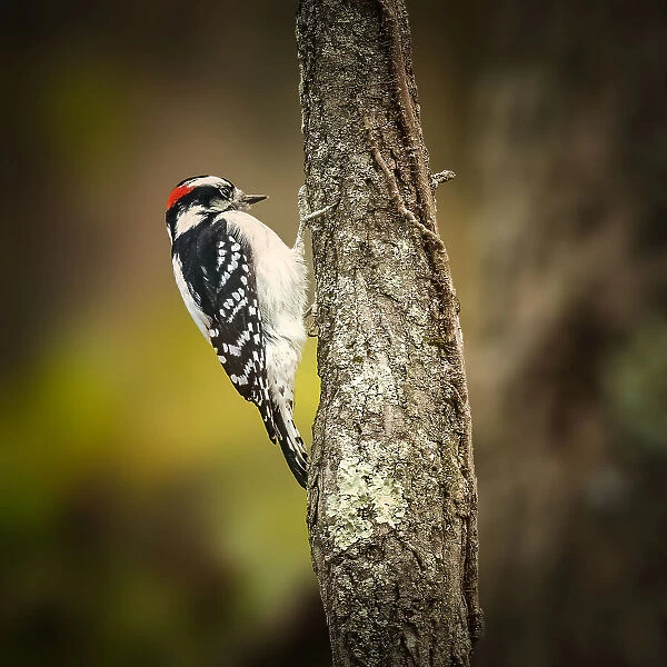 Downy Woodpecker Juvenile