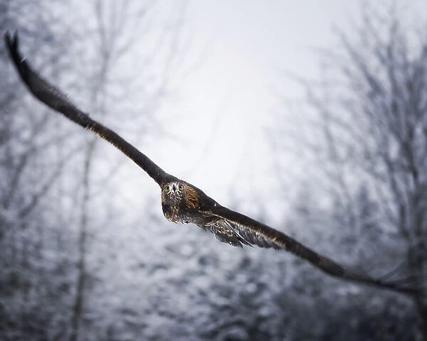 An eagle in snowfall