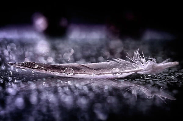 Feather and Drop II