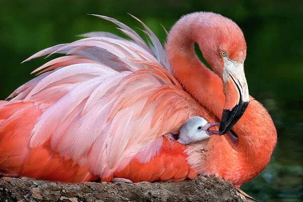 Flamingo mom with her chick