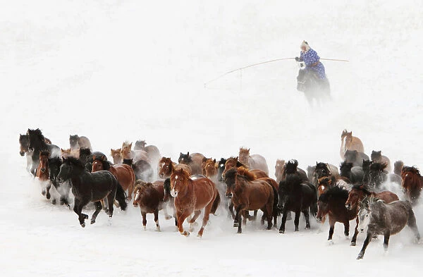 Horse run in the snow