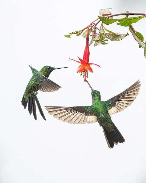 Two hummingbirds at a flower