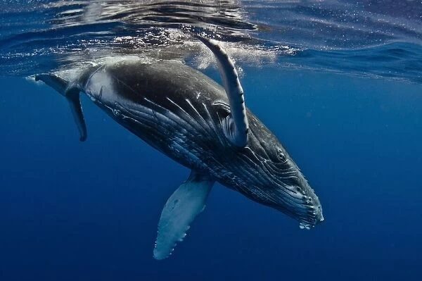 Humpback Whale Calf, Reunion Island