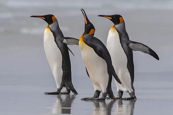 King Penguins at the Falklands