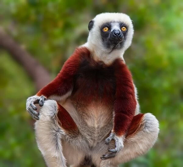 Lemur: Sifaka Portrait