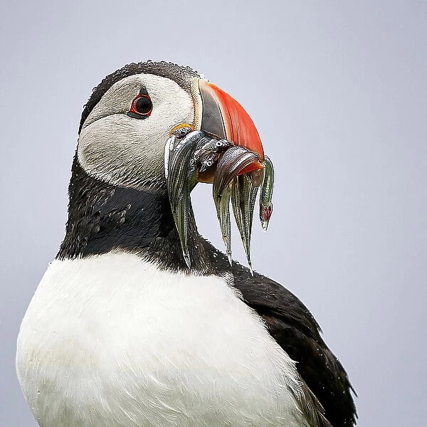 Lunch time  /  portrait of a puffin