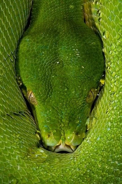 Morelia viridis - Green Tree Python