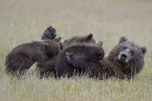 https://www.mediastorehouse.com/p/708/nursing-mama-bear-triplets-32406386.jpg.webp
