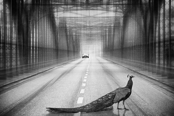 peacock on the bridge