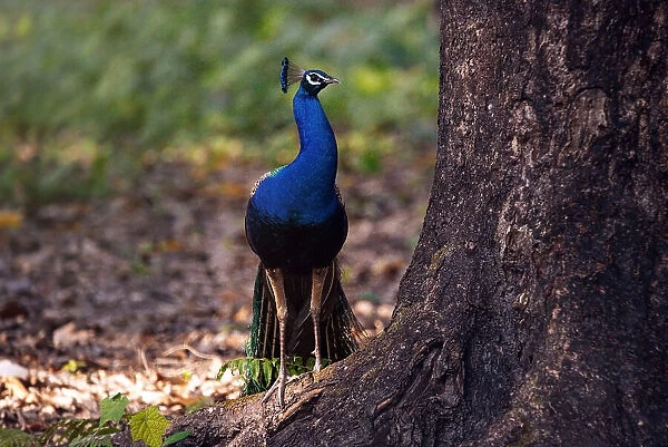 Peacock by A Large Tree