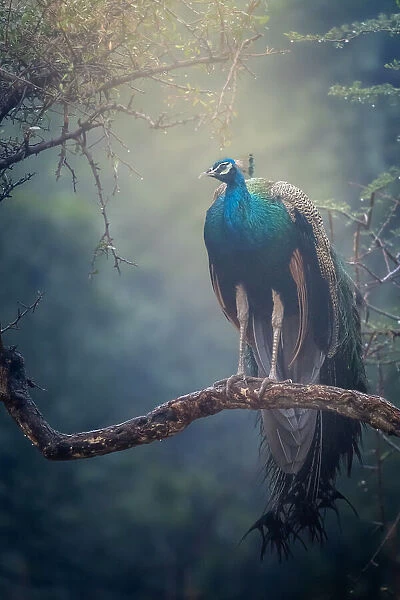 Peacock in Rain