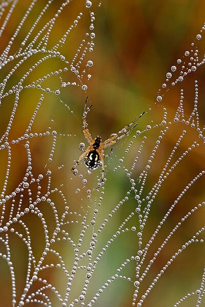 The pearls of the spider