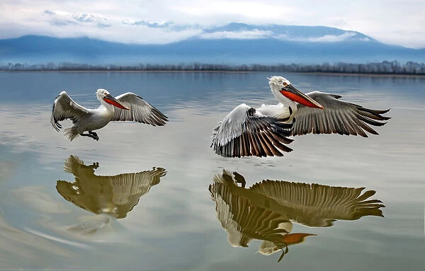 Pelicans flying