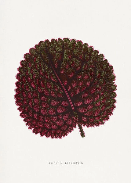 Pink Gesneria Exoniensis Leaf Illustration